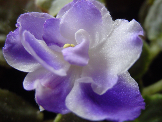 African Violet