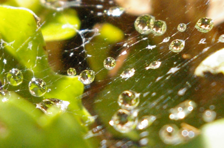 dewdrops