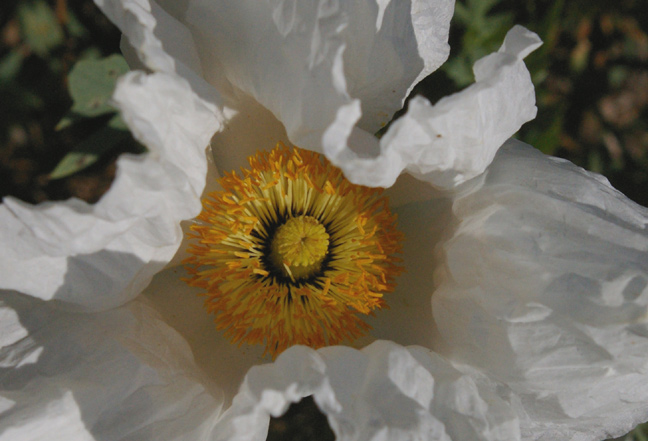 We call these 'fried egg' flowers