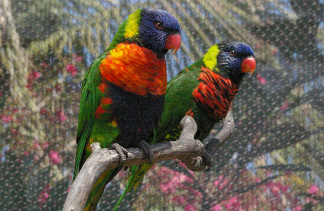 Lorikeets