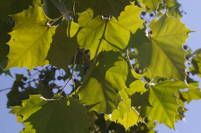 Sun through maple leaves