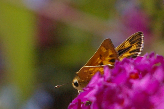 Moth on a california lilac