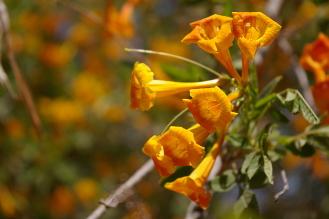 Orange Flowers