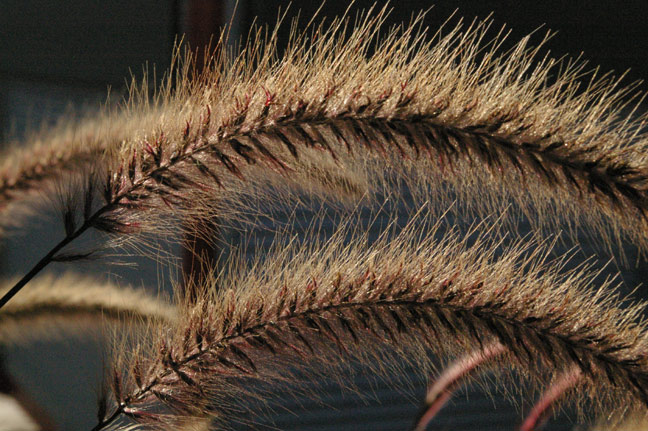 Ornamental Grasses