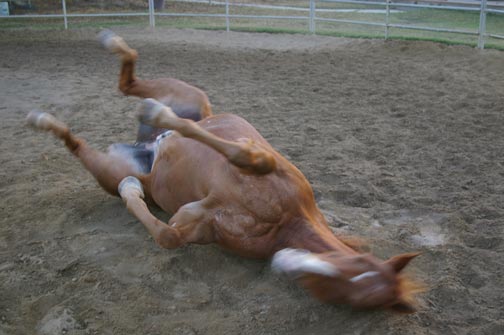 Rolling in the Dirt