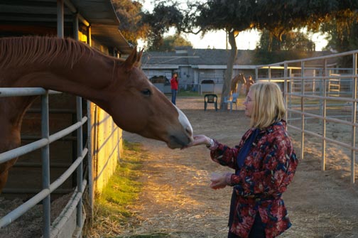 Rodeo gets a Carrot from Shari (Yum!)