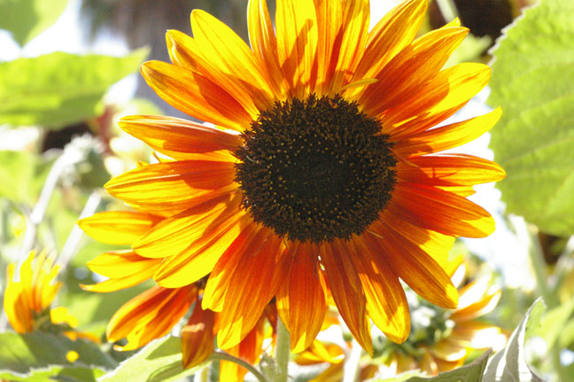 Sunlit Sunflower